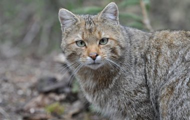 Кот с забавной мордочкой стал новой звездой Сетей (ФОТО)