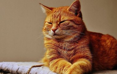 Руді коти — особливі та унікальні: і ось чому