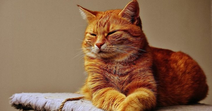 Руді коти — особливі та унікальні: і ось чому