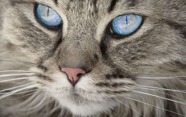 Ученые нашли ключ к лечению повреждений спинного мозга благодаря кошкам