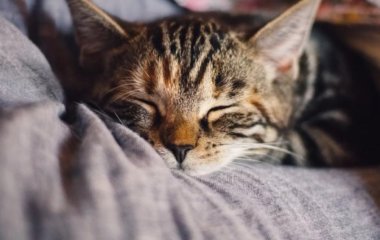 Про користь котячого муркотання розповіли експерти