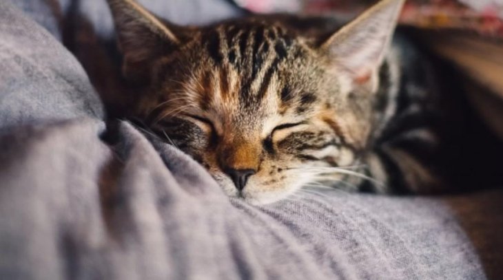 Про користь котячого муркотання розповіли експерти