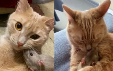 Дружба между котом и крысой растрогала Сеть