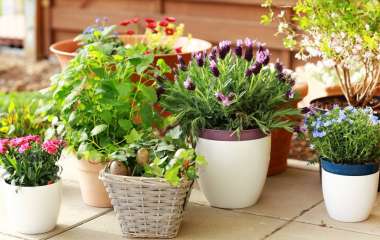 Уход за цветами осенью: как подготовить комнатные растения к наступлению холодов