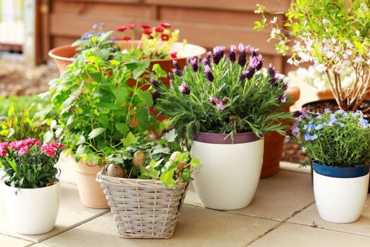 Уход за цветами осенью: как подготовить комнатные растения к наступлению холодов