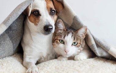 Коти чи собаки: кого краще обіймати під час гострого стресу розповіли психологи