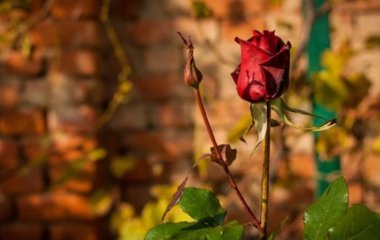 Обробка троянд восени: для чого потрібний залізний купорос для рослин