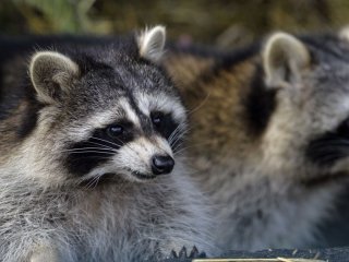 Вчені знайшли небезпечну бактерію у єнотів: чим вона загрожує людині