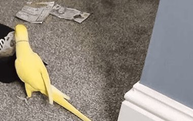 Папуга випадково допоміг викрити поліції велику наркобанду: що він сказав