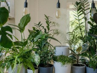 Коштує копійки, а користі на мільйон: ця кімнатна рослина найкраще очищає повітря