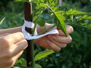 Як підв’язувати помідори у відкритому грунті: найкращі способи