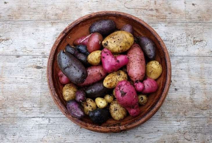 Синяя, красная или белая: какая картошка самая полезная?
