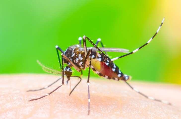 Учёные выявили, кого комары любят кусать больше всех