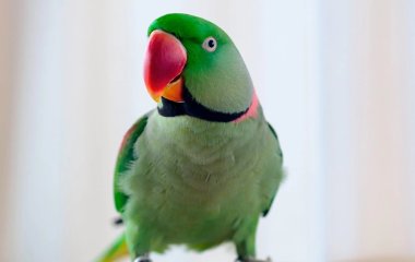 Сети покорил попугай, научившийся новым трюкам (ФОТО)