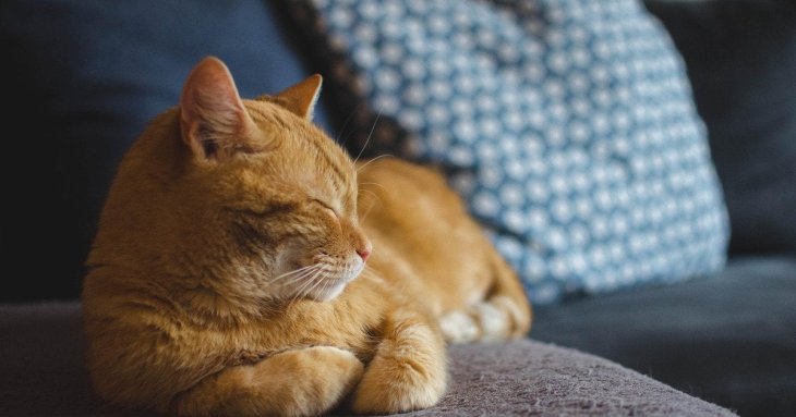 Чи розуміють коти людську мову: науковці розкрили особливості спілкування тварин