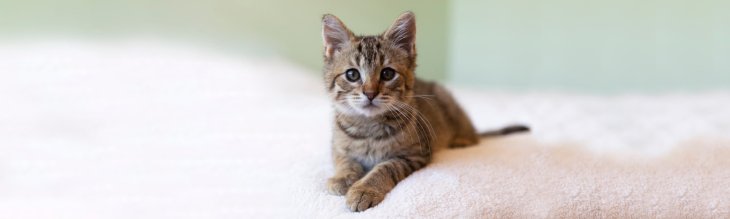 Рахунок 1:0: Котик вирішив влаштувати гру з пончиками та програв