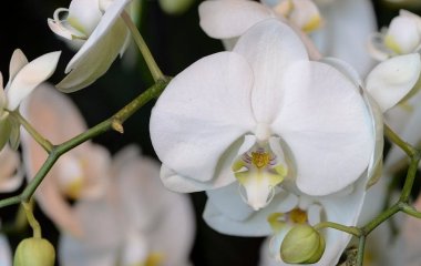 Всього один кухонний продукт — і ваша орхідея зацвіте вже за тиждень