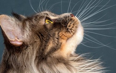 7 порід котів, яких ветеринари не радять заводити: за милою зовнішністю ховаються ризики