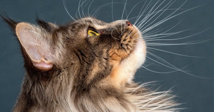 7 порід котів, яких ветеринари не радять заводити: за милою зовнішністю ховаються ризики