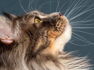 7 порід котів, яких ветеринари не радять заводити: за милою зовнішністю ховаються ризики