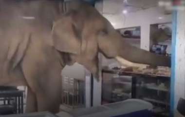 Слон пришёл в магазин, наелся продуктов и унёс с собой запасы (ФОТО)