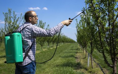 Чим обробити яблуню до появи квіток, щоб гілки ломилися від великих і соковитих плодів
