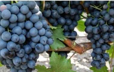 Уход за виноградом осенью: как подготовить кусты к зимовке