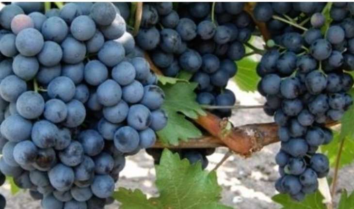 Уход за виноградом осенью: как подготовить кусты к зимовке