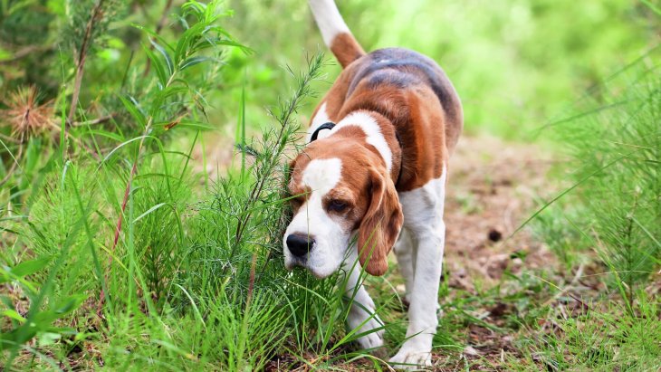 Сети покорил пес, помогающий детям не бояться уколов (ВИДЕО)