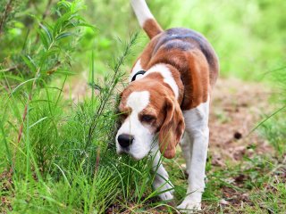 Сети покорил пес, помогающий детям не бояться уколов (ВИДЕО)
