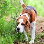 Сети покорил пес, помогающий детям не бояться уколов (ВИДЕО)