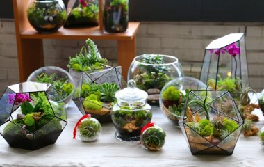 Как создать мини-сад из комнатных растений