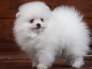 Везучая собака покорила YouTube, сыграв в азартную игру (ВИДЕО)