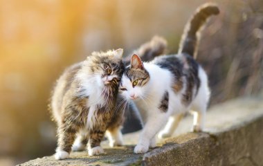 Коты стали звездами Сети, ограбив холодильник 