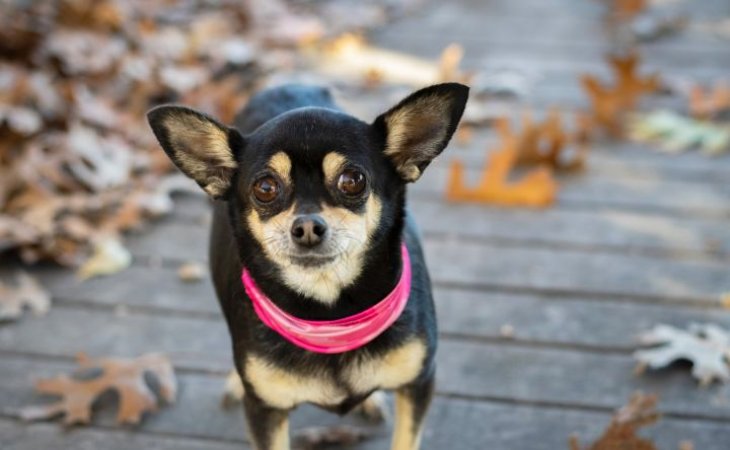 Сети повеселила собака с необычной мордашкой (ВИДЕО)