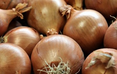 Які найкращі сорти озимої цибулі: не гниють, не стрілкують і формують гігантські головки