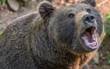Медведь нашел необычную чесалку для спины и стал любимцем сети