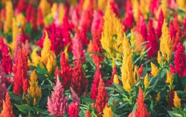 Гороскоп на 31 серпня для всіх знаків зодіаку: день сварок і конфліктів