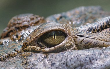 Мати дозволила чотирирічній дочці грати із сотнями крокодилів 