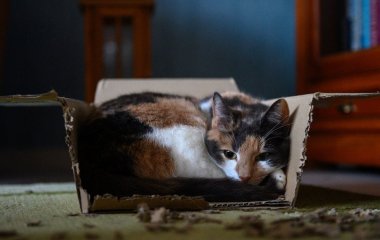 Чому кіт спить у дивних місцях — коробці чи раковині: чи варто хвилюватися
