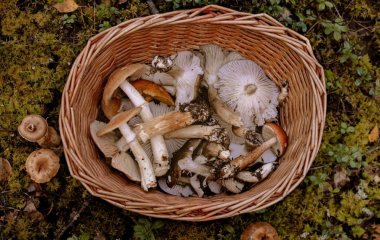 Запас на зиму: які гриби краще заморозити, які - сушити, а які - маринувати