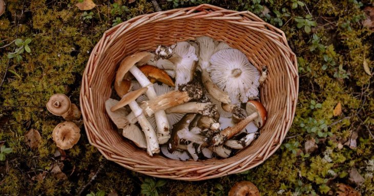 Запас на зиму: які гриби краще заморозити, які - сушити, а які - маринувати