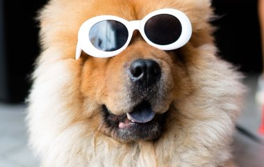 Британка заказала игрушку в виде своей собаки, но результат рассмешил не только хозяйку собаки, но и ее гостей