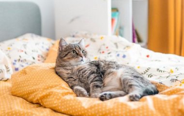 Як вибрати постільну білизну: що краще бязь, сатин, перкаль