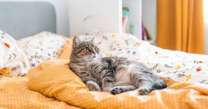 Як вибрати постільну білизну: що краще бязь, сатин, перкаль