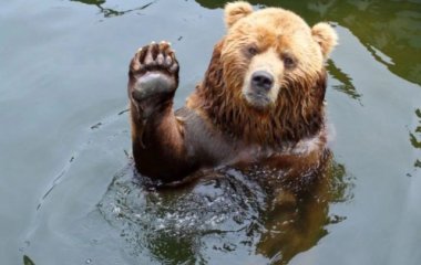 Медведь показал, как правильно расслабляться в ванной (ВИДЕО)