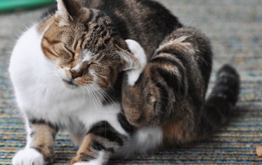 Як часто та як обробляти кота від бліх: повний посібник