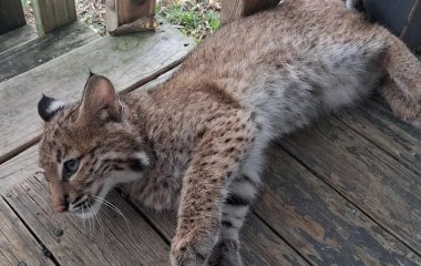 На ґанку з’явилося рисеня, що муркотіло, наче кошеня: історія шокувала Мережу