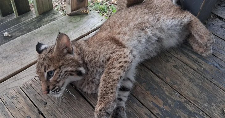 На ґанку з’явилося рисеня, що муркотіло, наче кошеня: історія шокувала Мережу