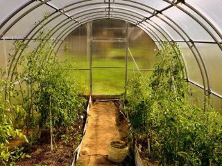 Що посадити в парнику у квітні для швидкого врожаю: перелік культур